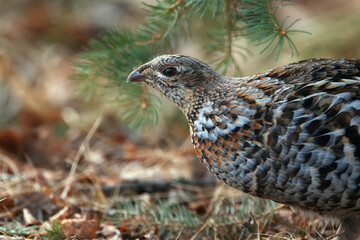 Ruffed grouse hen is walking under the tree in the spring woods.