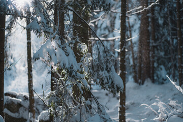 Snowy winter forest in sunny day, hoarfrost, snow and ice on tree trunks and branches