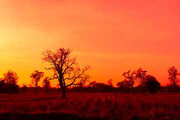 Fototapeta premium Amazing sunset and sunrise.Panorama silhouette tree on africa.Dark tree on open field dramatic sunrise.Safari theme.