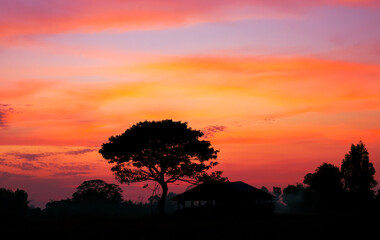 Amazing sunset and sunrise.Panorama silhouette tree on africa.Dark tree on open field dramatic sunrise.Safari theme.