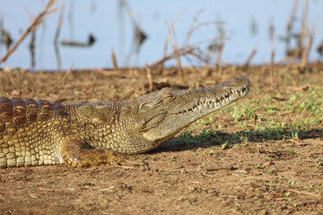 Nilkrokodil / Nile crocodile / Crocodylus niloticus