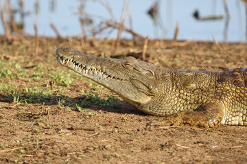 Nilkrokodil / Nile crocodile / Crocodylus niloticus