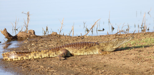 Nilkrokodil / Nile crocodile / Crocodylus niloticus