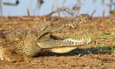 Nilkrokodil / Nile crocodile / Crocodylus niloticus..