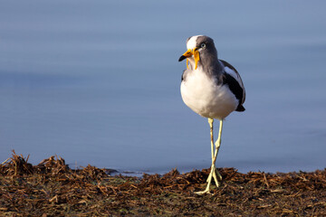 Weißscheitelkiebitz / White-crowned lapwing or White-headed Lapwing / Vanellus albiceps