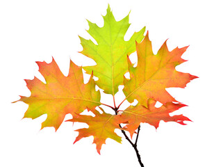 Branch with oak leaves isolated on white background