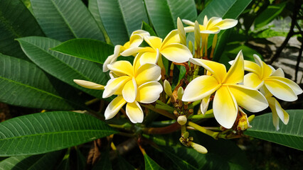 Yellow frangipani flowers bloom on the branches.