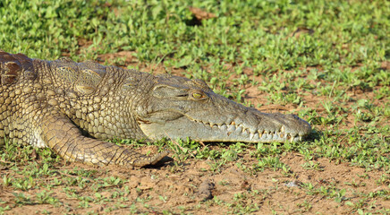 Nilkrokodil / Nile crocodile / Crocodylus niloticus