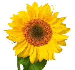 Sunflower head isolated on white background. Sun symbol. Flowers yellow, agriculture. Seeds and oil