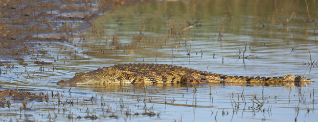 Nilkrokodil / Nile crocodile / Crocodylus niloticus