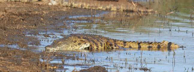 Nilkrokodil / Nile crocodile / Crocodylus niloticus