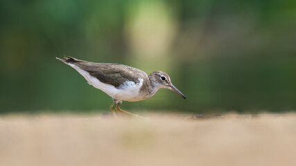 Spotted sandpiper