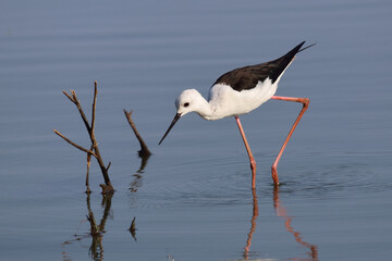 Stelzenläufer / Black-winged stilt / Himantopus himantopus