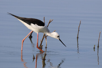 Stelzenläufer / Black-winged stilt / Himantopus himantopus