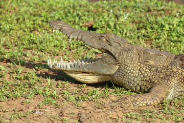 Nilkrokodil / Nile crocodile / Crocodylus niloticus..
