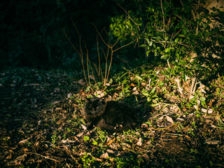 野良猫　黒猫　森の中