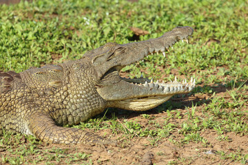 Fototapeta premium Nilkrokodil / Nile crocodile / Crocodylus niloticus..