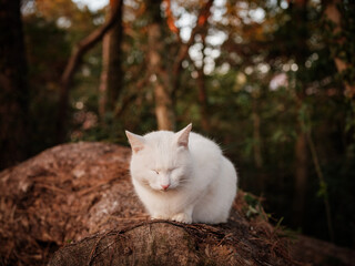 A cute white cat on the tree in a forest, Stray cat or animal, Nobody, High resolution over 50MP