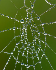Close up of a spider web with dew drops © KJ