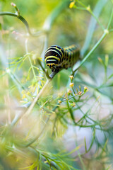 Swallowtail caterpillar crawling on a dill plant