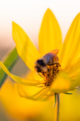 Honeybee harvesting nectar from a yellow flower at sunset