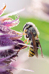 A wasp covered in dew drops sitting on a purple comfrey flower in the morning at sunrise - obrazy, fototapety, plakaty