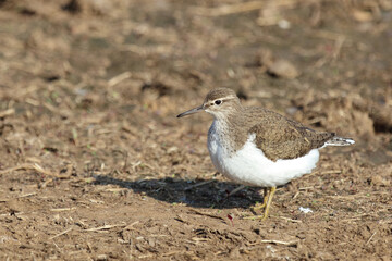 Bruchwasserläufer / Wood sandpiper / Tringa glareola