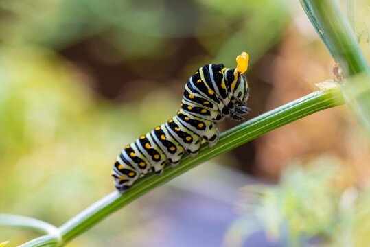 Swallowtail caterpillar crawling on a dill plant being defensive and showing it's orange antenna