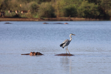 Flußpferd und Graureiher / Hippopotamus and Grey heron / Hippopotamus amphibius et Ardea cinerea