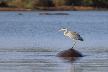 Afrikanischer Graureiher / Grey heron / Ardea cinerea