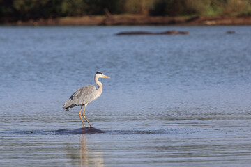 Flußpferd und Graureiher / Hippopotamus and Grey heron / Hippopotamus amphibius et Ardea cinerea