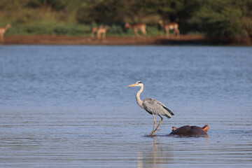 Flußpferd und Graureiher / Hippopotamus and Grey heron / Hippopotamus amphibius et Ardea cinerea