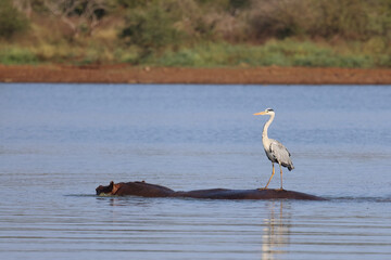 Flußpferd und Graureiher / Hippopotamus and Grey heron / Hippopotamus amphibius et Ardea cinerea