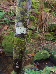 Mossy tree trunk