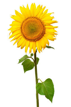 Sunflower isolated on white background. Sun symbol. Flowers yellow, agriculture. Seeds and oil