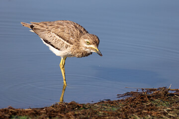 Wassertriel / Water thick-knee / Burhinus vermiculatus.