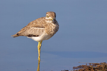 Wassertriel / Water thick-knee / Burhinus vermiculatus.