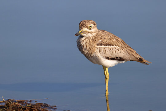 Wassertriel / Water thick-knee / Burhinus vermiculatus.