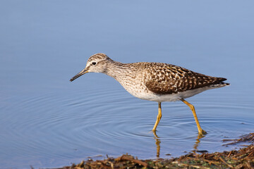 Bruchwasserläufer / Wood sandpiper / Tringa glareola