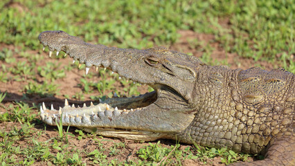 Nilkrokodil / Nile crocodile / Crocodylus niloticus..