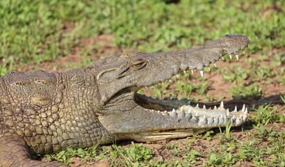 Nilkrokodil / Nile crocodile / Crocodylus niloticus..