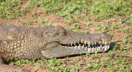 Nilkrokodil / Nile crocodile / Crocodylus niloticus..