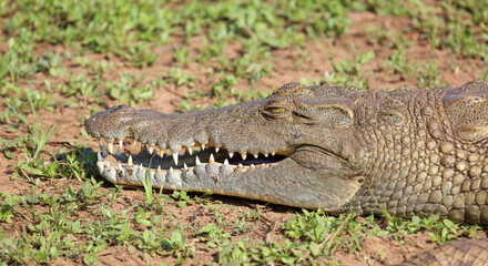 Nilkrokodil / Nile crocodile / Crocodylus niloticus..