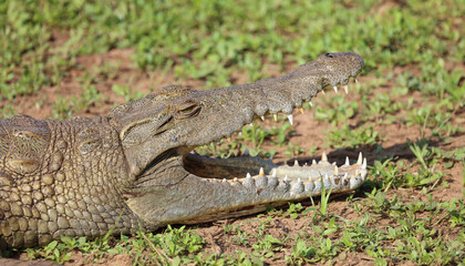 Nilkrokodil / Nile crocodile / Crocodylus niloticus..