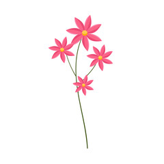 Vector hand drawn flower illustration on white