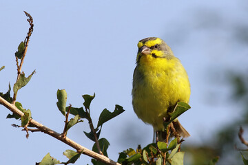 Mosambikgirlitz / Yellow-fronted canary / Crithagra mozambica
