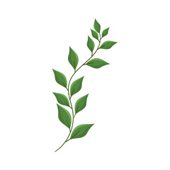 Vector hand drawn branch with leaves isolated on white background