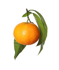One fresh tangerine with green leaves isolated on white