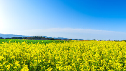 うららかな春日和に映える菜の花畑と空港風景
A field of rape blossoms and the...