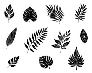 Exotic plants leaves set – Collection of tropical leaves isolated on transparent background